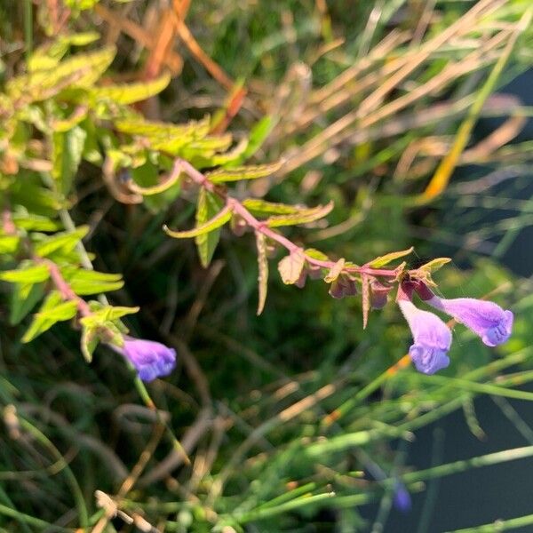 Scutellaria galericulata Lorea