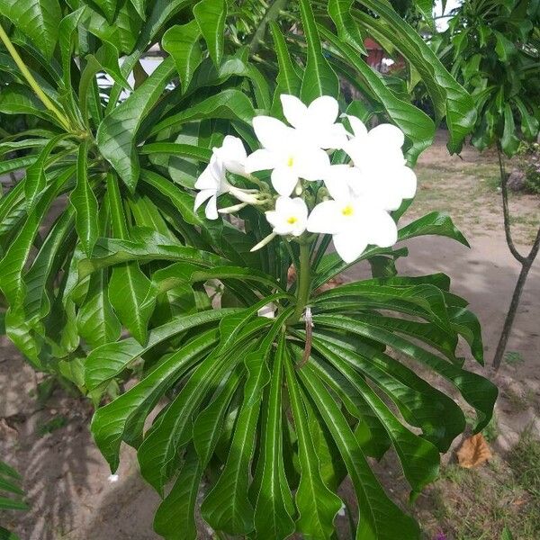 Plumeria pudica Цветок