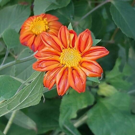 Tithonia rotundifolia Virág