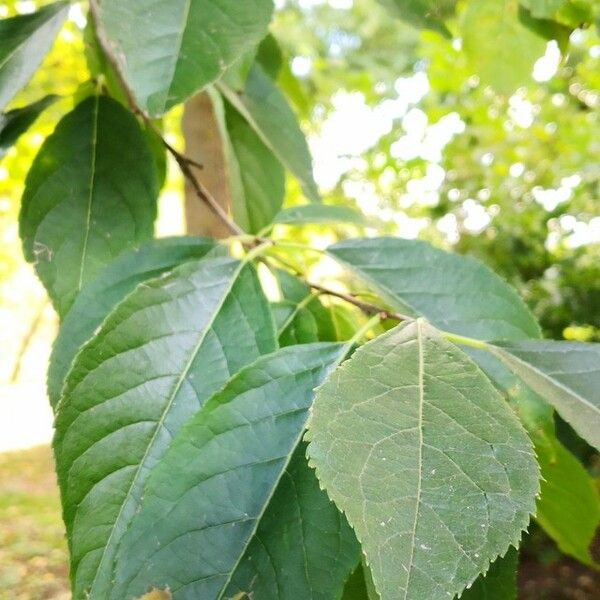 Eucommia ulmoides Hoja