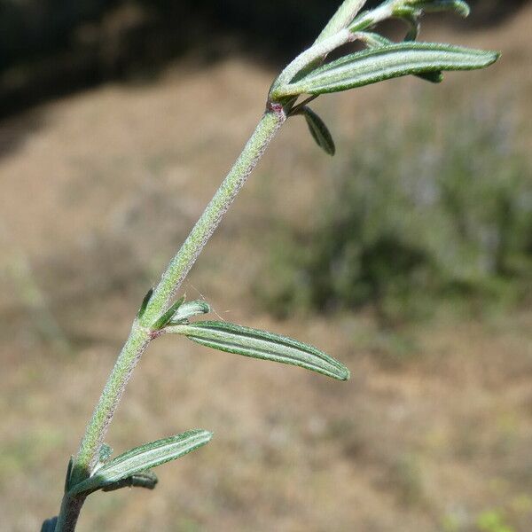 Helianthemum apenninum Blad