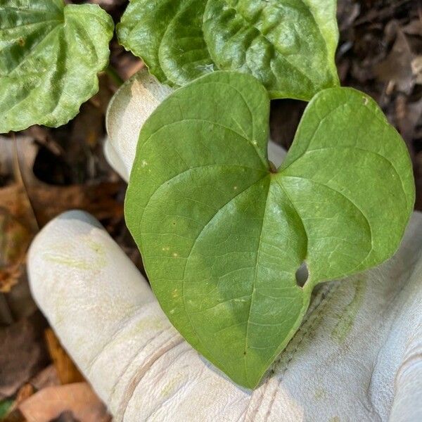 Hexastylis arifolia Листок