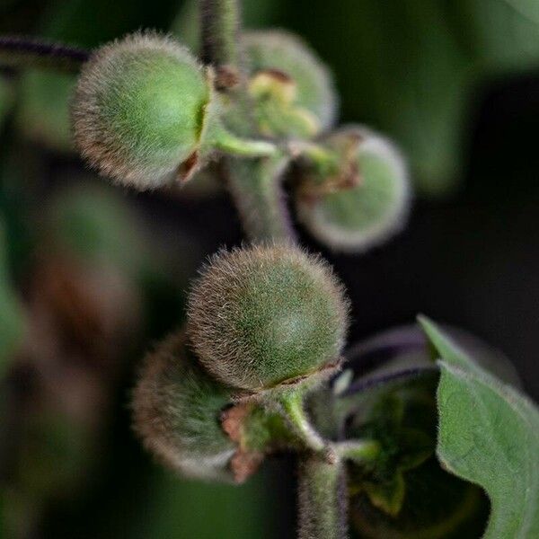 Solanum quitoense Fruitua