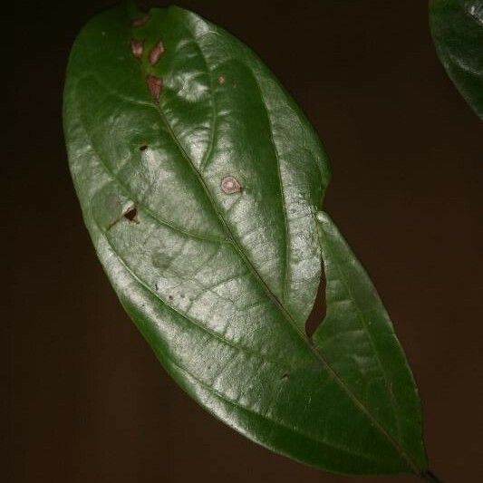 Ocotea cinerea Лист