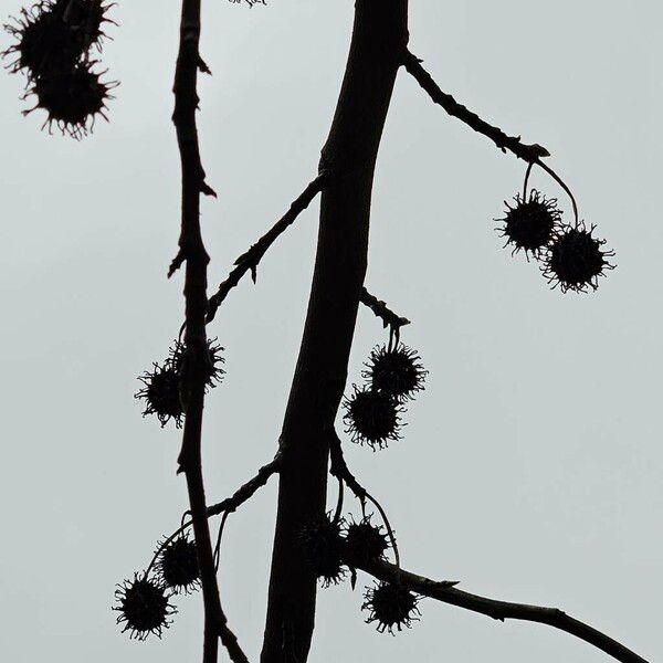 Liquidambar orientalis Fruit