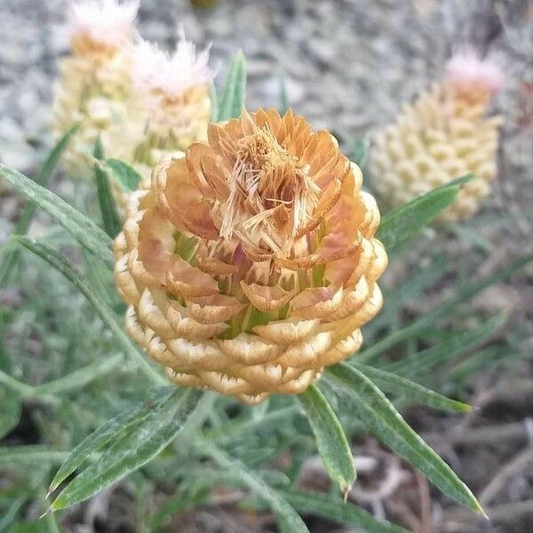 Rhaponticum coniferum 花