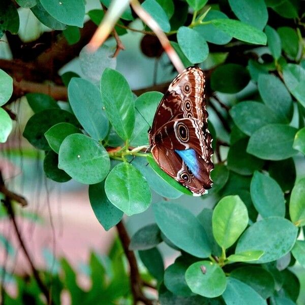 Ficus microcarpa Lehti