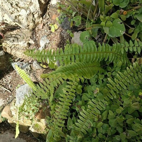 Nephrolepis cordifolia Blad