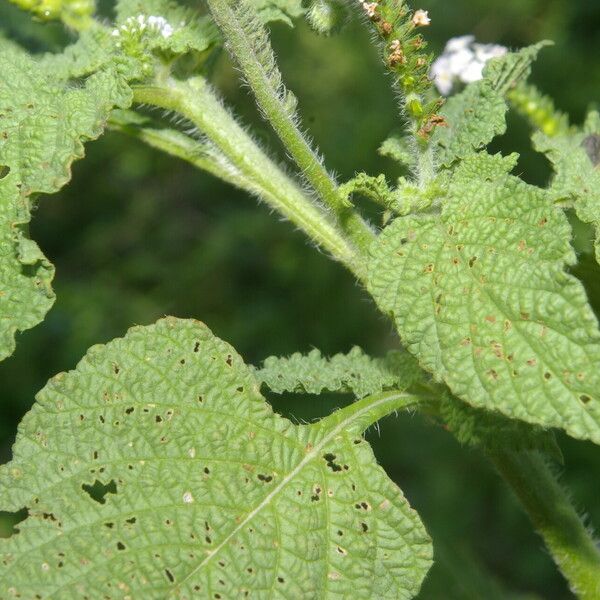 Heliotropium indicum Foglia