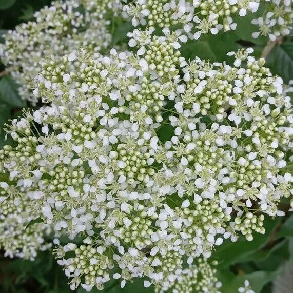 Lepidium draba 花