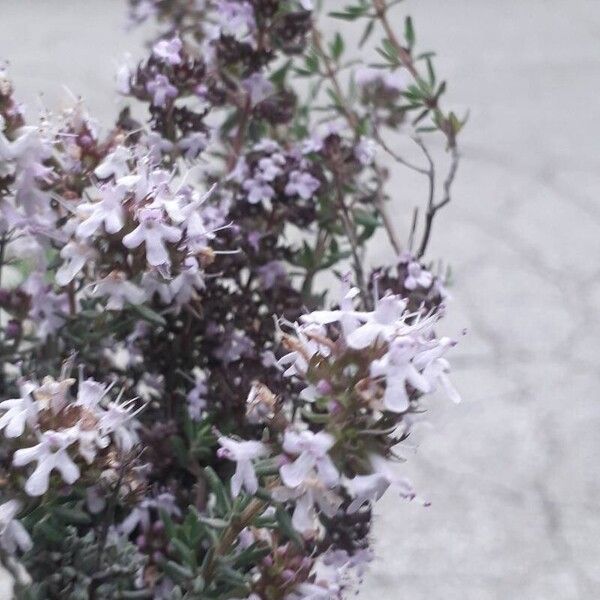 Thymus vulgaris Flor