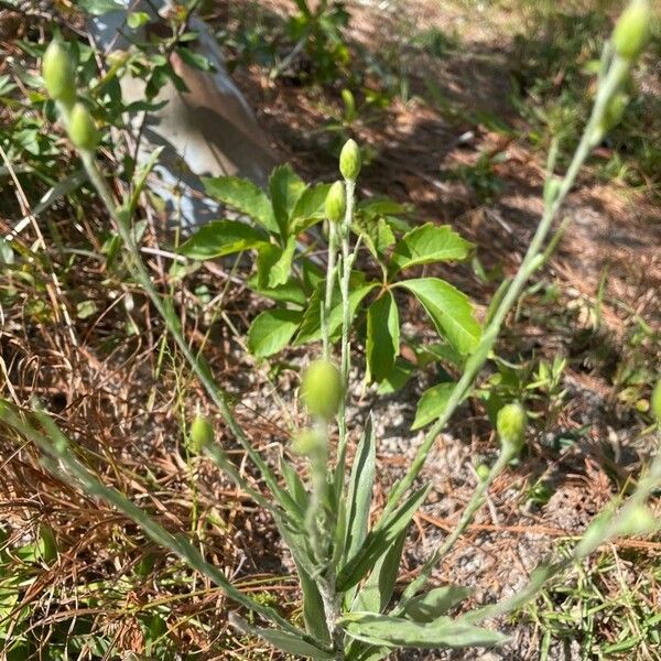 Pityopsis graminifolia Foglia