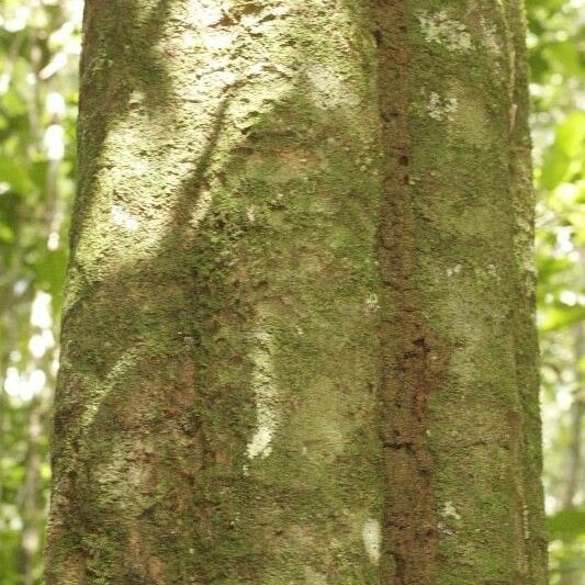 Virola sebifera Bark