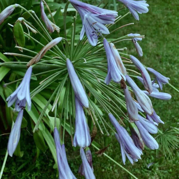 Agapanthus praecox 花