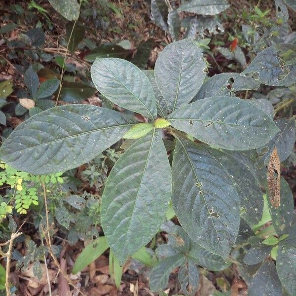 Strobilanthes crispa Leaf