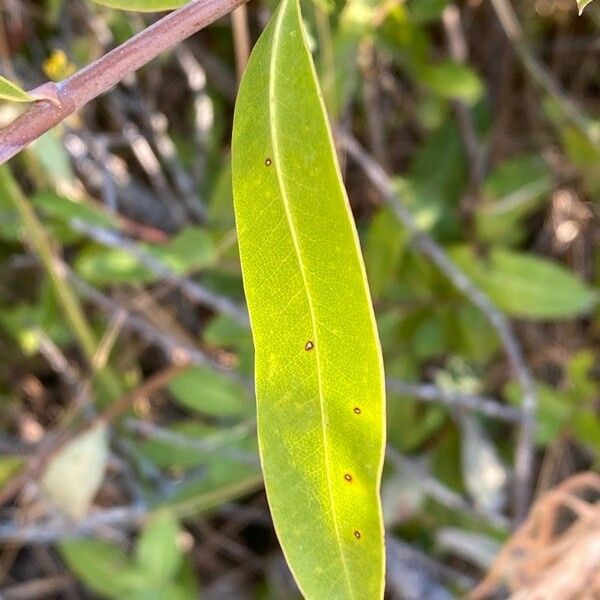 Bupleurum fruticosum 葉