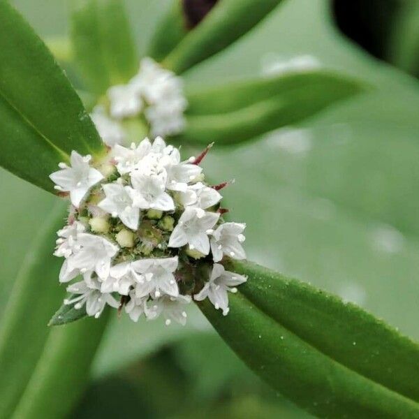 Spermacoce remota Fleur