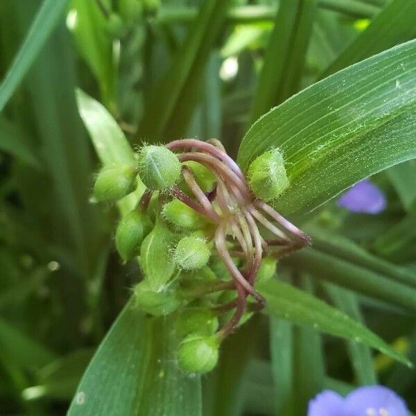 Tradescantia virginiana Fruit