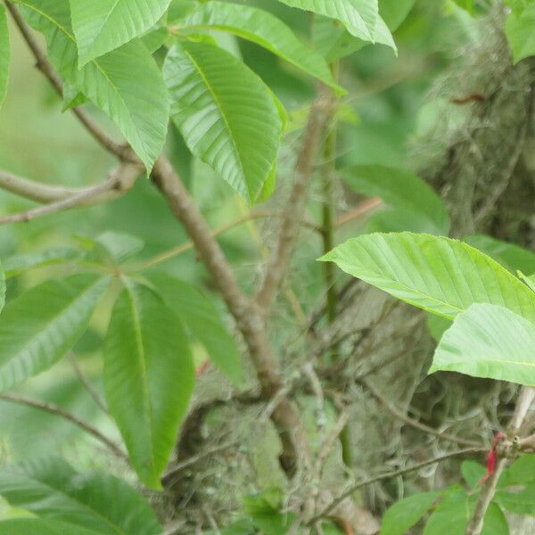Aesculus pavia 葉