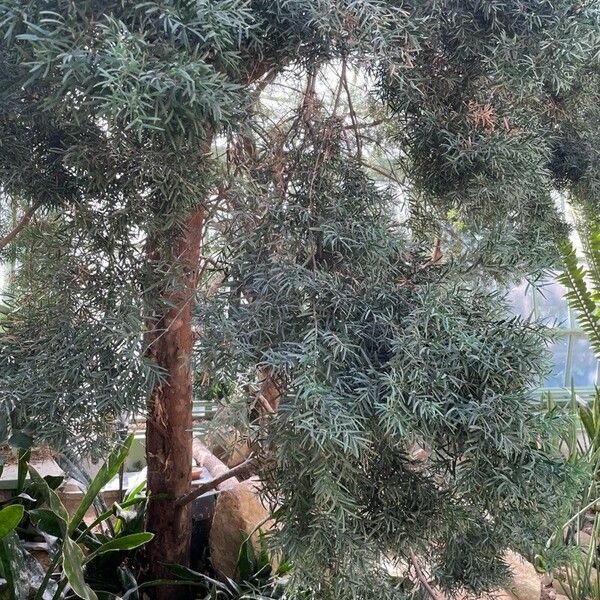 Afrocarpus falcatus Folha