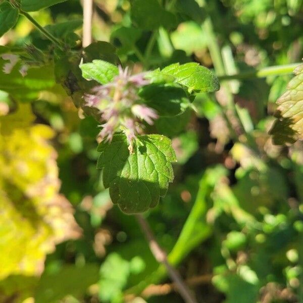 Nepeta cataria फूल