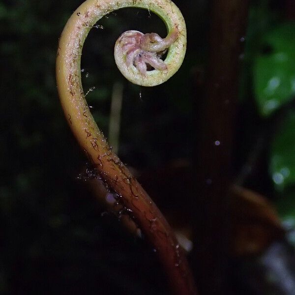 Pteris catoptera Folla