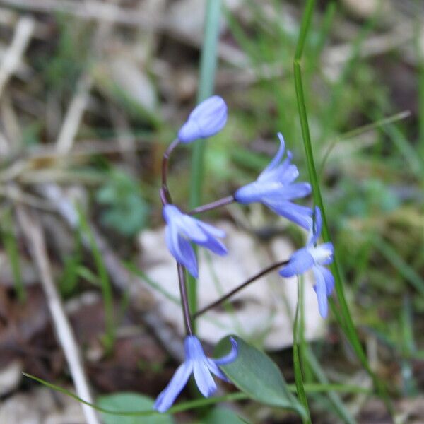 Scilla forbesii Floare