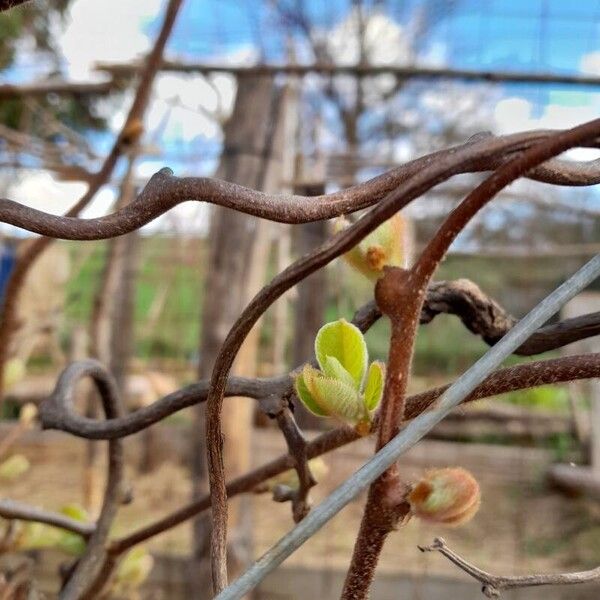 Actinidia chinensis Blad