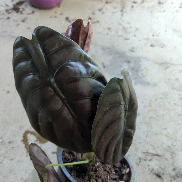 Alocasia cuprea Blatt