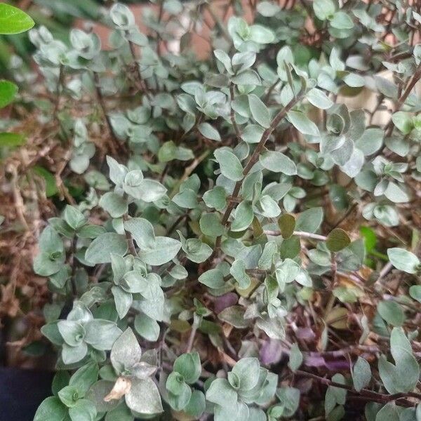 Callisia repens Leaf