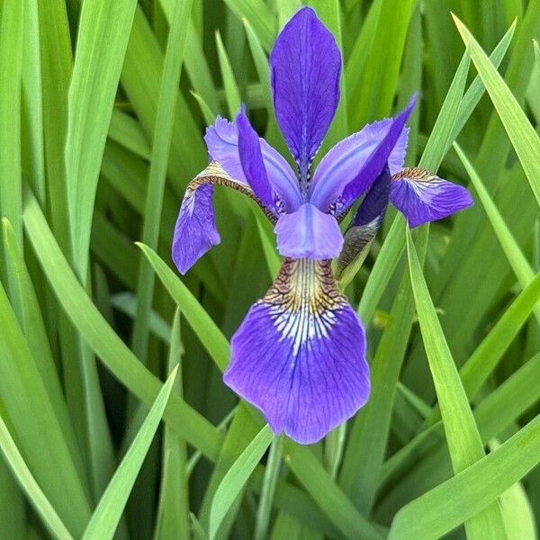 Iris virginica Blodyn