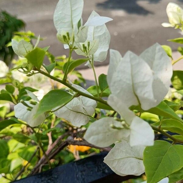Bougainvillea × buttiana 花