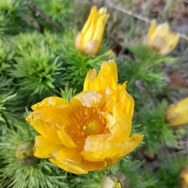 Adonis vernalis 花