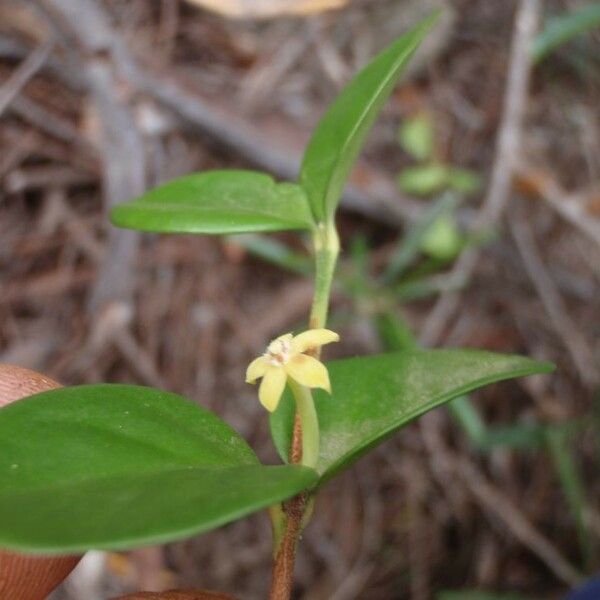 Cyclophyllum jasminifolium Floro