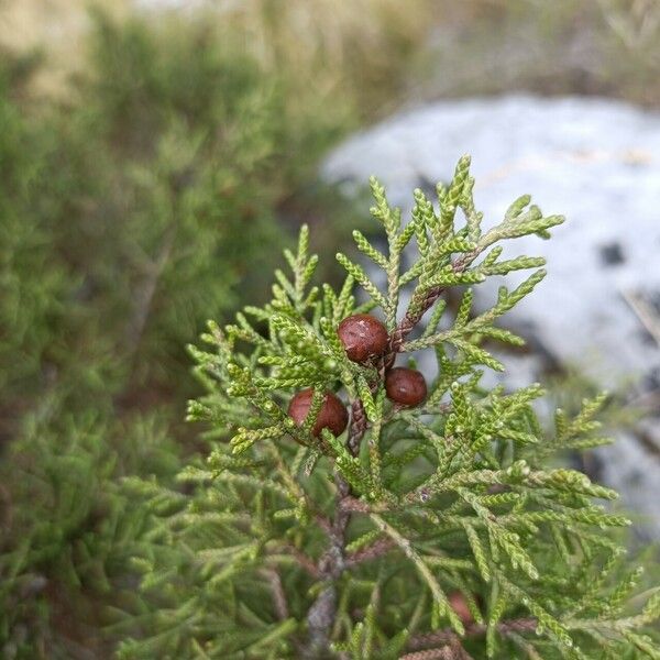 Juniperus pinchotii Ліст