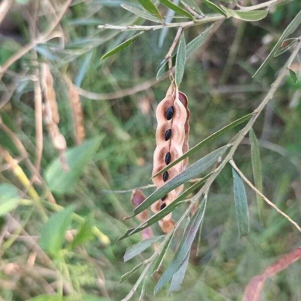 Acacia spirorbis Hedelmä