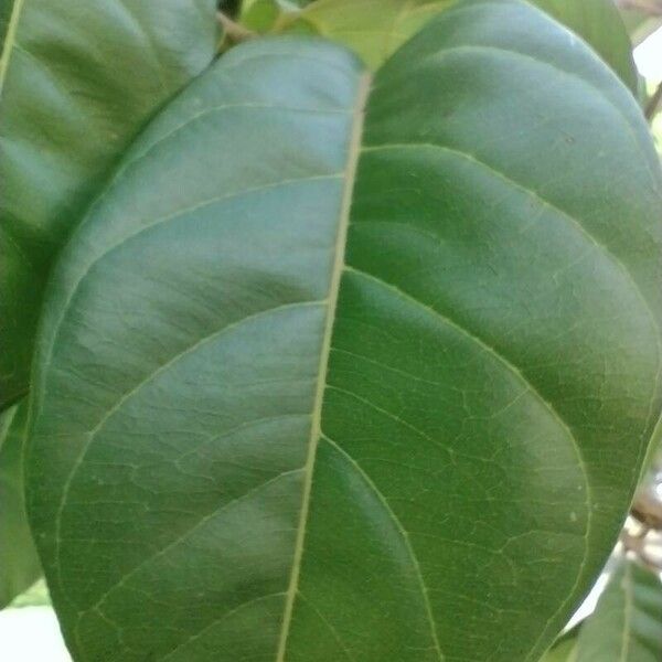 Lagerstroemia speciosa Blad