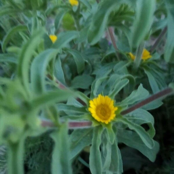 Asteriscus aquaticus Flower