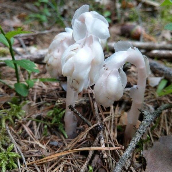 Monotropa uniflora 果實