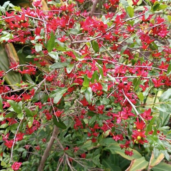 Ochna serrulata Fleur