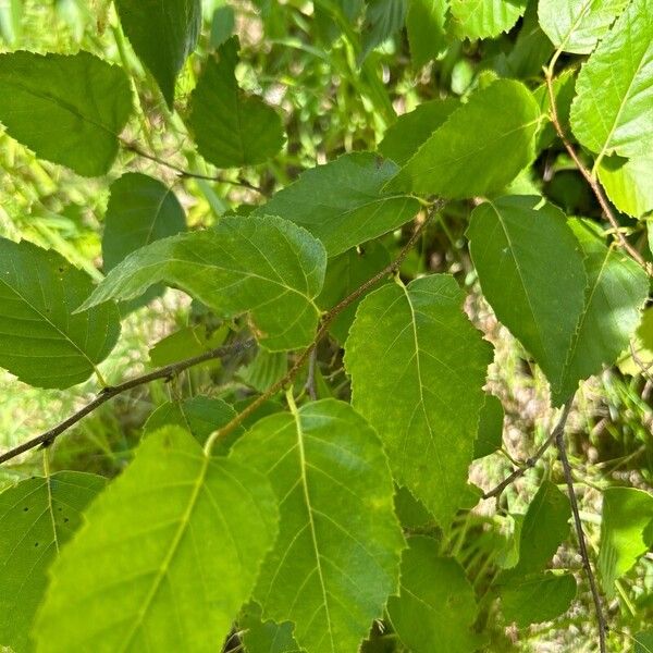 Betula papyrifera पत्ता