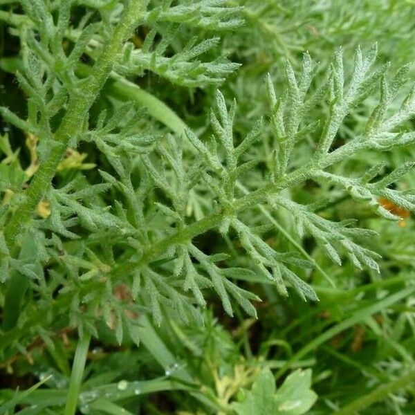 Achillea clusiana Feuille