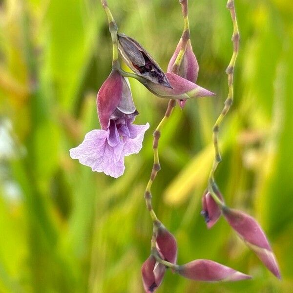 Thalia geniculata Blodyn