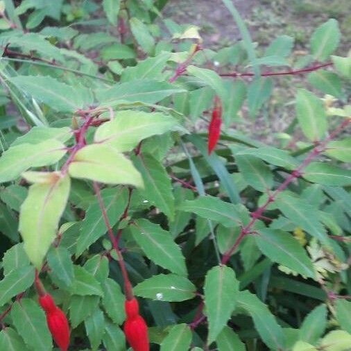 Fuchsia magellanica Floro