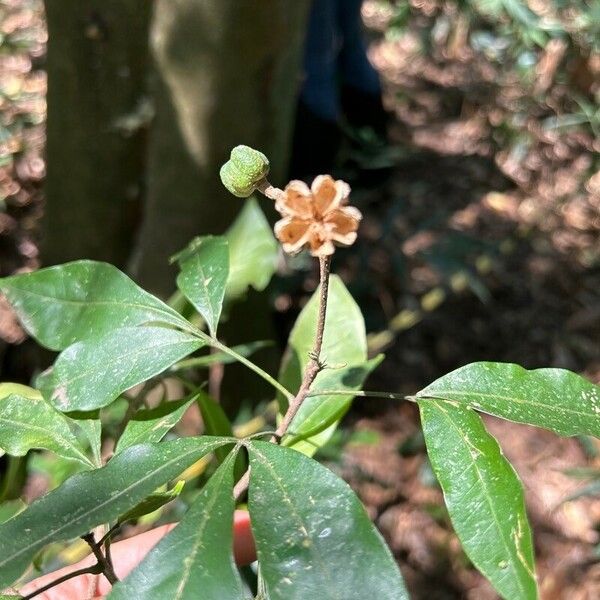 Galipea jasminiflora Fruct