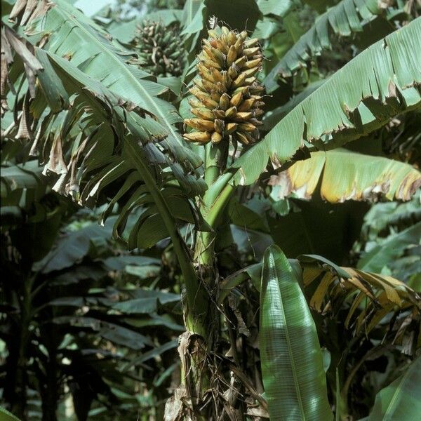 Musa troglodytarum Habit