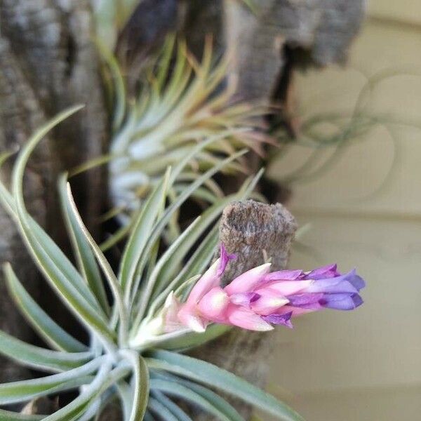 Tillandsia stricta Květ