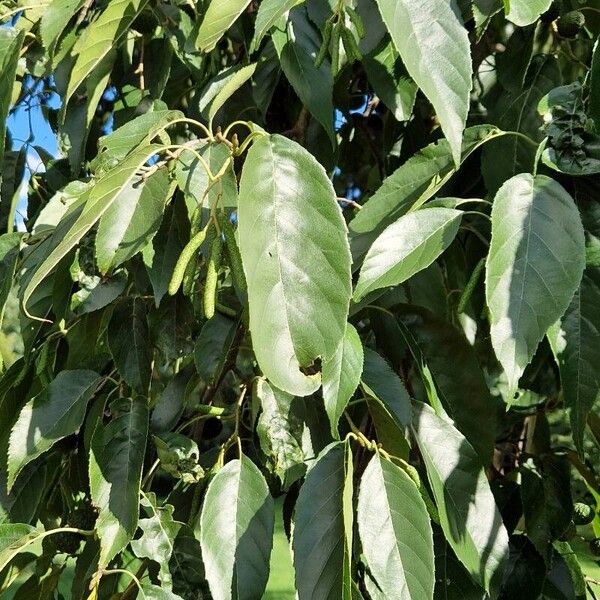 Alnus japonica পাতা