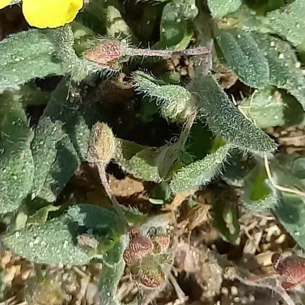 Tuberaria guttata 叶