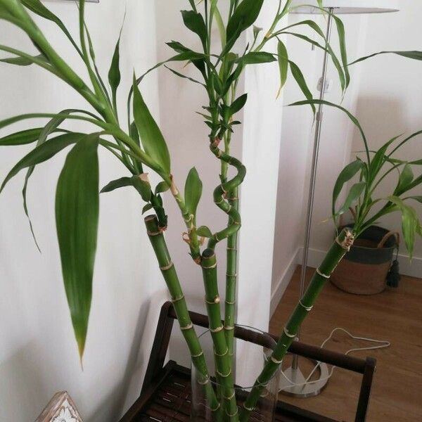 Dracaena braunii Folha